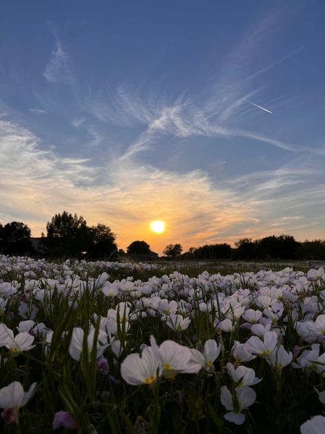 Sunset Flowers, Scenery Photography, Flower Icons, Nothing But Flowers, Grass Field, Cute Wallpaper, Pretty Landscapes, Flower Landscape, Colorful Trees