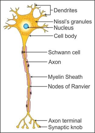 draw a labelled diagram of a neuron - Biology - TopperLearning.com | j8t76t088 Neural Control And Coordination Notes, Control And Coordination Notes, Neuron Diagram, Biology Diagrams, Science Diagrams, Study Biology, Basic Anatomy And Physiology, Nurse Study Notes, Biology Facts