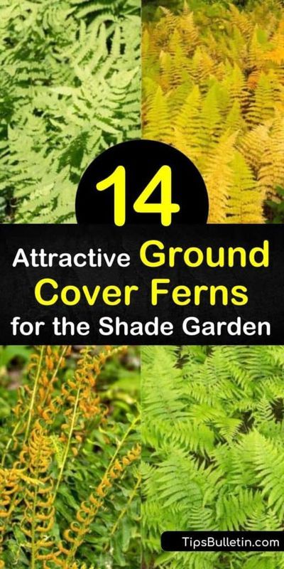 Cinnamon Fern, Christmas Fern, Evergreen Ferns, Covered Backyard, Types Of Ferns, Japanese Painted Fern, Inspiring Outdoor Spaces, Maidenhair Fern, Hosta Plants