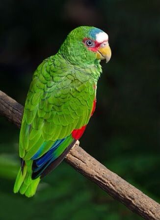 White-fronted Amazon (Amazona albifrons) Central America Amazon Parrots, Amazon Birds, Birds Parrots, Conure Parrots, Amazon Parrot, Panama Canal, Parakeets, African Grey, Parrot Bird