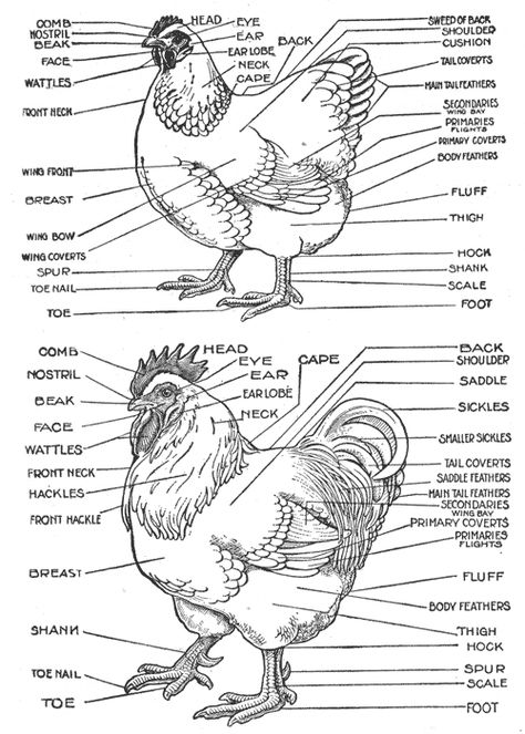 When drawing hens and roosters; you need to know the name of all body parts - knowledge is never a burden. Parts Of A Chicken, Chicken Anatomy, Chicken Pictures, Chicken Health, Keeping Chickens, Building A Chicken Coop, Chickens And Roosters, Chicken Breeds, Pet Chickens