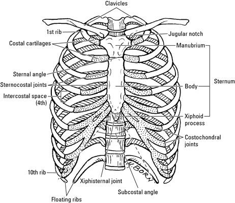 The thoracic cage is made up of bones and cartilage along with joints and an assortment of muscles and other soft tissues. The part that opens into the neck is called the superior thoracic aperture, and the bottom of the thoracic cage (the inferior thoracic aperture) is closed by a muscle called the diaphragm. Its … Human Body Homeschool, Rib Cage Anatomy, Thoracic Cage, Human Rib Cage, Anatomy Coloring, Human Skeletal System, Bag Of Bones, Human Skeleton Anatomy, Anatomy Bones