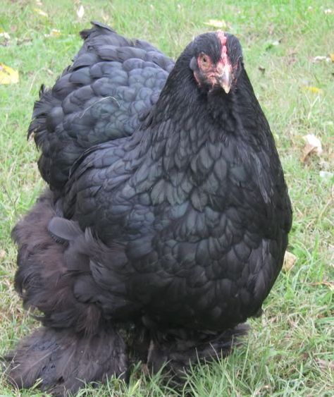 black cochin hen Cochin Chickens, Outdoor Landscape Design, Anime House, Bird Barn, Backyard Chicken Farming, Best Chicken Coop, Beautiful Chickens, Free Range Chickens, Hen House