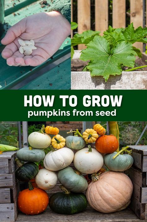 how to grow pumpkins from seed germination to harvest, holding pumpkin seeds in the hand, small plants and full harvests of multicoloured pumpkins and winter squash Best Way To Grow Pumpkins, Pumpkin Garden Ideas, Grow Pumpkins From Seeds, Growing Pumpkin, How To Grow Pumpkins, Pumpkin Growing, Grow Pumpkins, Pumpkin Vegetable, Sowing Seeds