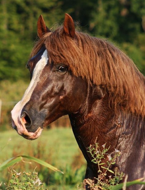 Welsh Pony And Cob, Horse Heads, Welsh Pony, Pony Breeds, Draft Horses, Pretty Horses, Horse Breeds, Horse Head, Chestnut