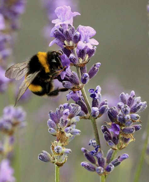 bee, these are such wonderful creatures, makes me want to pet them I Love Bees, Birds And The Bees, Lavender Plant, Lovely Lavender, Bee Art, Lavender Blue, Lavender Fields, Save The Bees, Bees Knees