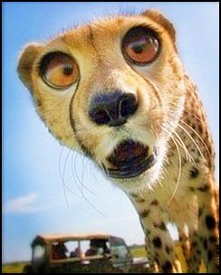 Love this guy.  Think he may be my personal avatar from now on.  :P Cheetah Pictures, Wild Animals Photography, Exotic Cats, Funny Animal Quotes, Cute Animals Images, Cheetahs, Silly Animals, Arte Animal, Cute Animal Photos