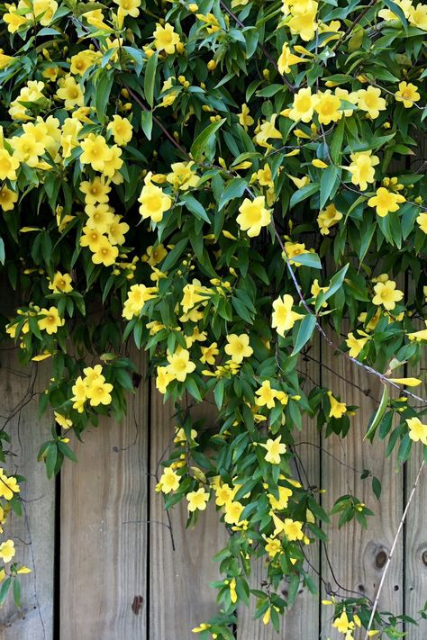 Patio With Vines, Fence Vines Privacy, Mandevilla Vine On Fence, Vines On Wood Fence, Climbers On Fence, Hanging Flower Vines, Wall Vines Outdoor, Best Vines For Trellis, Full Sun Climbing Plants Flowering Vines