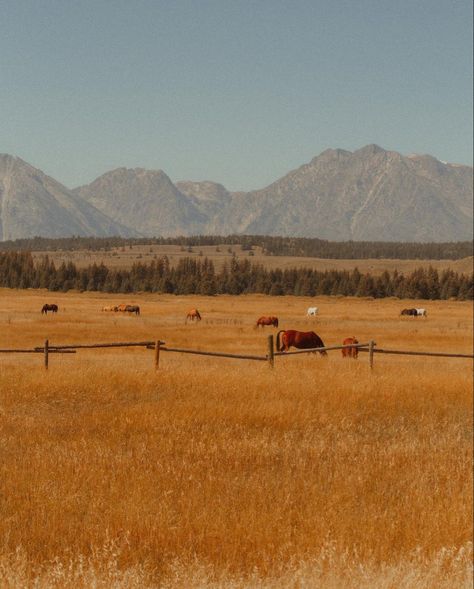 Neon Wasteland, Wild Palomino, Country Mountains, Western Mountains, Rootin Tootin, Farm Work, Mountain Farm, Western Photography, Western World