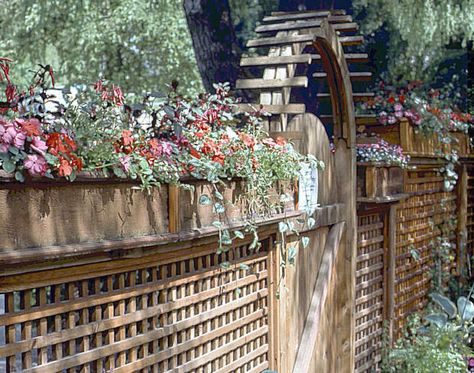 How to get a little extra privacy above a fence: Gardening Q&A with George Weigel Tall To Short Fence Transition, Fence Gardening, Pool Privacy, Natural Privacy Fences, Planting Vines, Landscaping Along Fence, Privacy Ideas, Evergreen Bush, Wood Fences