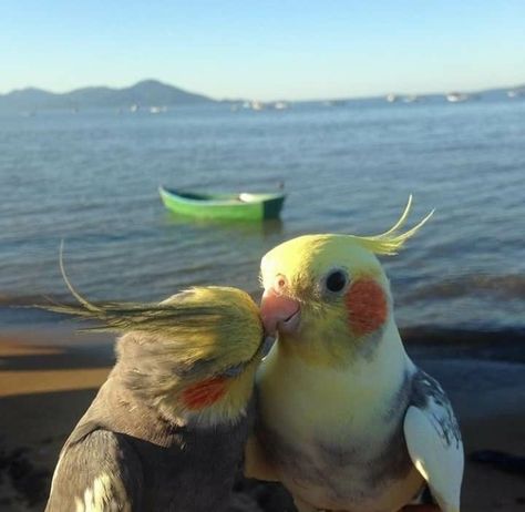 Kissing Animals, Funny Bird Pictures, Funny Parrots, Pretty Animals, Funny Birds, Silly Animals, Cute Wild Animals, Cute Animal Photos, Pretty Birds