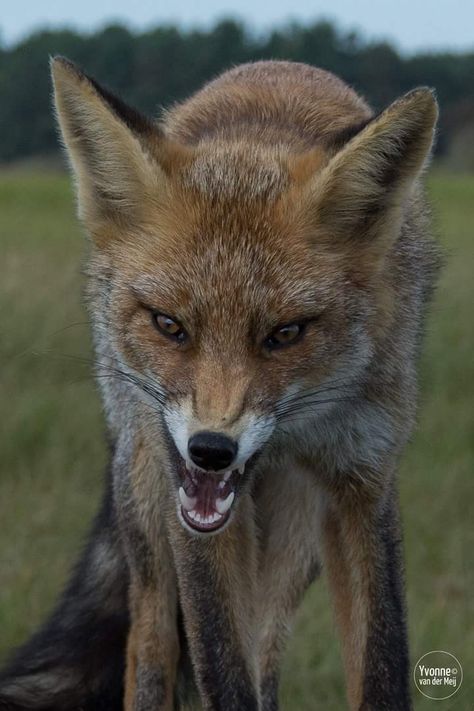 Fox Teeth Reference, Angry Fox Drawing, Fox Growl, Fox Teeth, Fox Reference, Angry Fox, Angry Animals, Adventure Picture, Fox Artwork