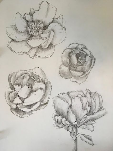 Peony Sketch Simple, Peony Flower Sketch, Peony Pencil Drawing, Peony Pencil Sketch, Hand Drawn Peonies, Realistic Flower Drawing, Jane Lafazio, Botanical Sketchbook, Mini Tutorial