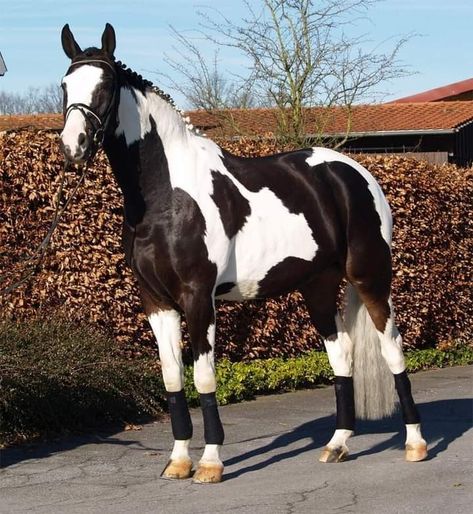 Appaloosa Horses For Sale, All Horse Breeds, Black And White Horse, Hunter Horse, Horse Markings, Horse Coat Colors, Warmblood Horses, American Paint Horse, Indian Horses