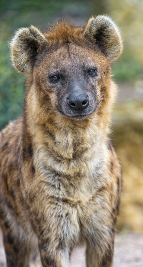 Brown Hyena, African Wild Dog, Animal Study, African Wildlife, Wild Dogs, Hyena, African Animals, Animal Planet, Photo Reference