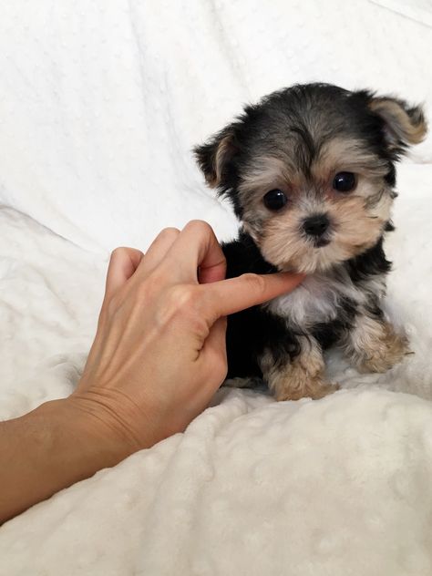 Teacup Morkie, Puppies Corgi, Husky Corgi, Big Dogs Breeds, Biggest Dog In The World, Biggest Dog, Cute Teacup Puppies, Teacup Yorkie Puppy, Puppy Mom