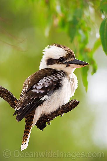 I used to feed these beautiful birds every morning by hand. how i miss those days and their kooky nature the kookaburra Kookaburra Laughing, Flying Kookaburra, Australia Birds, Kookaburra Watercolour, Australian Kookaburra, Laughing Kookaburra, Best Cameras, Gum Tree, Birds Of Australia