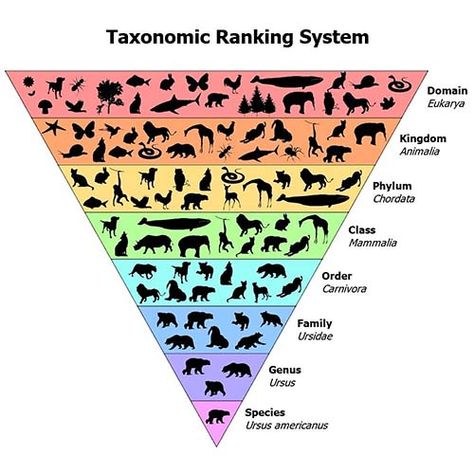 How to teach classification with simple stuff : Fizzics Education Taxonomy Biology Notes, Animal Taxonomy, Taxonomy Classification, Taxonomy Biology, Taxonomic Classification, Animal Management, Ged Study, Animal Biology, Job Wishes