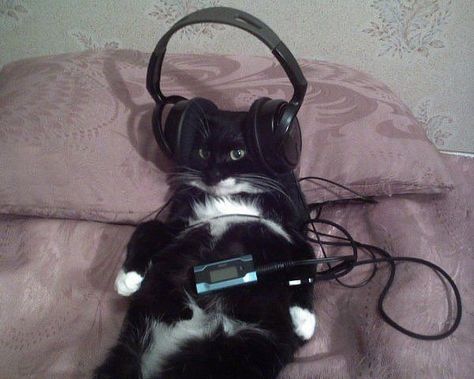 Cat With Headphones, Goofy Cats, Meme Chat, Katt Grejer, 9 Lives, Wearing Headphones, Image Chat, Söt Katt, Silly Cats Pictures