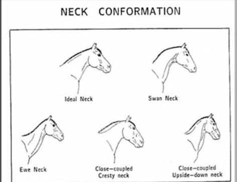 We all know what an ideal neck looks like… Just think of Valegro and his delicate arching neck.    But necks can be long, short, upside down, ewe, swan, and upright. Sometimes poor … Horse Judging, Equine Anatomy, Equine Massage, Horse Markings, Horse Lessons, Horse Facts, Horse Care Tips, Horse Info, Horse Riding Tips