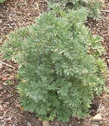 Wormwood- 100 Seeds None Snake Repellant, Wormwood Plant, Plants That Repel Bugs, Artemisia Absinthium, Types Of Insects, Garden Guide, Garden Pests, Natural Garden, Shade Plants