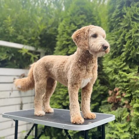 Goldendoodle Winter Haircut, Goldendoodle Haircuts Teddy Bears, Golden Doodle Haircut Before And After, Short Doodle Cuts, Short Doodle Haircut, Doodle Grooming Styles, Goldendoodle Haircut Styles, Golden Doodle Haircut Styles, Doodle Haircut Styles