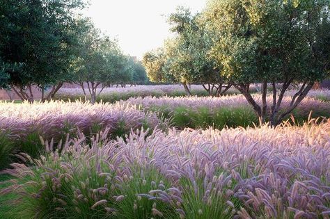 A Moroccan olive grove that garden designer Luciano Giubbilei underplanted with 14,000 fountain grasses. Luciano Giubbilei, Moroccan Garden, Small Yards, Fountain Grass, Meadow Garden, Grasses Landscaping, Front Yards, Grasses Garden, Mediterranean Garden