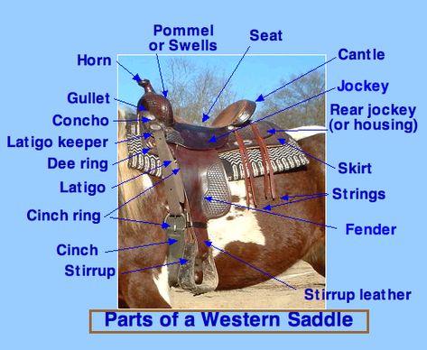 Western Saddle Parts North West Style, Horse Lessons, Barrel Racing Saddles, Roping Saddles, English Bridle, Western Riding, Stirrup Leathers, English Saddle, Science Fair Projects