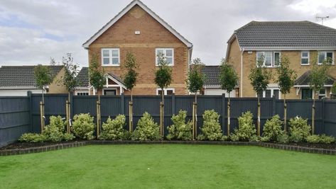 Photinia trees used to create screening for overlooking neighbours Pleached Trees Privacy Screens, Overlooked Garden Privacy Ideas, Overlooked Garden, Red Robin Tree, Screening Trees, Trellis Screen, Garden Redesign, Fence Trellis, Laurel Tree