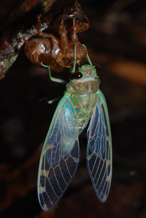 Cicada Illustration Vintage, Cicada Molting, Insects Wings, Cicada Wings, Cool Insects, Insect Wings, Cool Bugs, Beautiful Bugs, Creepy Crawlies