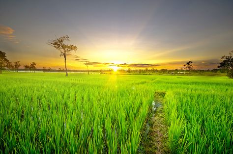 Rice great Facebook Cover Photos Hd, My First Vlog, Thumbnail Background, Line Art Images, Rice Field, Best Photo Background, Blur Background In Photoshop, Cute Backgrounds For Phones, Black Background Images