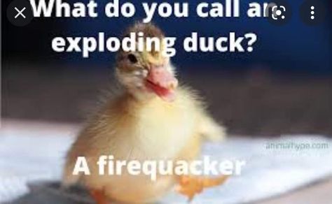 Duck Jokes, Duck Puns, Duck Meme, Duck Memes, Funny Animal Faces, Bird Water, Duck Pictures, Duck Wallpaper, Duck Photo