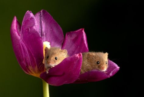 Mouse In Flower, Harvest Mice, Sleeping Mouse, Field Mice, Harvest Mouse, Field Mouse, Mouse Rat, Silly Animals, Cute Mouse