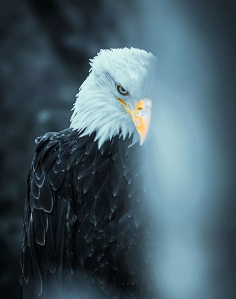 Eagle Pictures Photography, Eagle Images Hd, Eagle Aesthetic, Bald Eagle Photography, Eagle Photography, American Flag Pictures, Aigle Royal, Captain America Art, Eagle Images