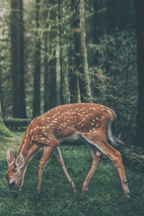 Hirsch Silhouette, Regnul Animal, A Deer, The Grass, Forest Animals, Animal Photo, Nature Animals, Woodland Animals, 귀여운 동물