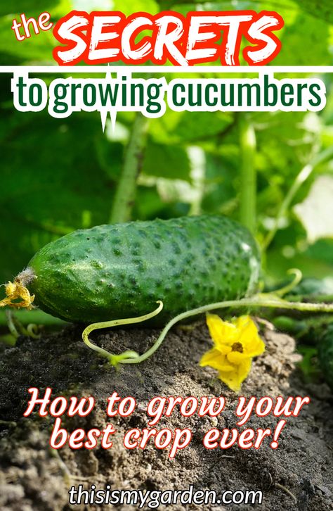 Learn the simple secrets to growing cucumbers. If you love cucumbers and want to grow your own delicious crop - this is a must read article!  #howtogrowcucumbers #growcucumbers #cucumbergrowingtips #fertilizingcucumberplants Cucumber Growing, Growing Cucumbers Vertically, Grow Cucumbers, Gemüseanbau In Kübeln, Cucumber Gardening, Avant Garden, Garden Remedies, Gardening Vegetables, Cucumber Plant