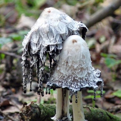 I love mushrooms because some of them can be so cool! Like these inky mushrooms! I want to go on more nature walks and find more cool mushrooms. Mushroom Pictures, Plant Fungus, Creation Art, Theme Nature, Mushroom Fungi, Arte Inspo, Mushroom Art, Wild Mushrooms, Cool Plants