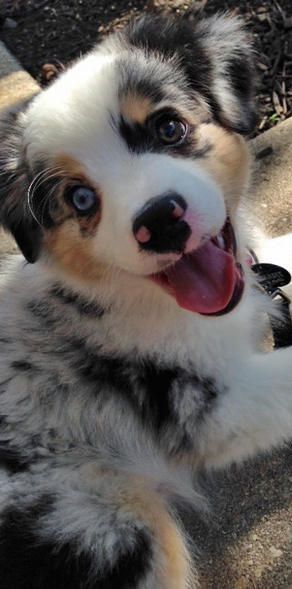 Visit our Facebook for a shot of cuteness! And maybe get your next ball from us! :) Australian Shepherd Two Colored Eyes, Two Colored Eyes, Two Different Colored Eyes, Different Colored Eyes, Color Eyes, Aussie Puppies, Australian Shepherd Puppies, Aussie Dogs, Australian Shepherd Dogs