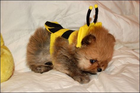 Is this the cutest little bumble bee dog costume ever? Cute Dog Halloween Costumes, Cute Dog Costumes, Bee Dog, Dog Halloween Costumes, Dog Costumes, Dog Costume, Pet Costumes, Dog Halloween, Cute Little Animals