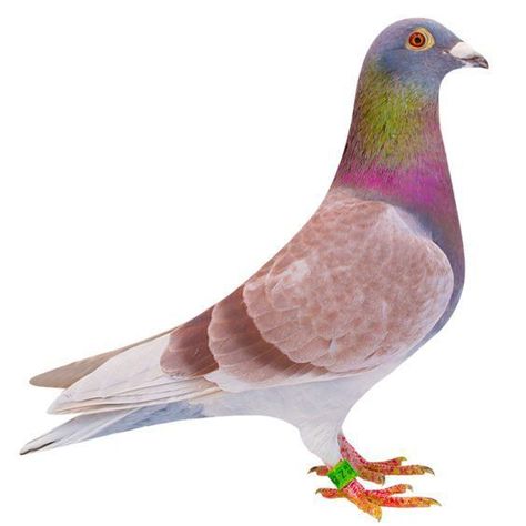 Racing Pigeons For Sale, Homer Pigeon, Types Of Pigeons, Racing Pigeon Lofts, Feral Pigeon, Pigeon Loft Design, Pigeons For Sale, Pet Pigeon, Cute Pigeon