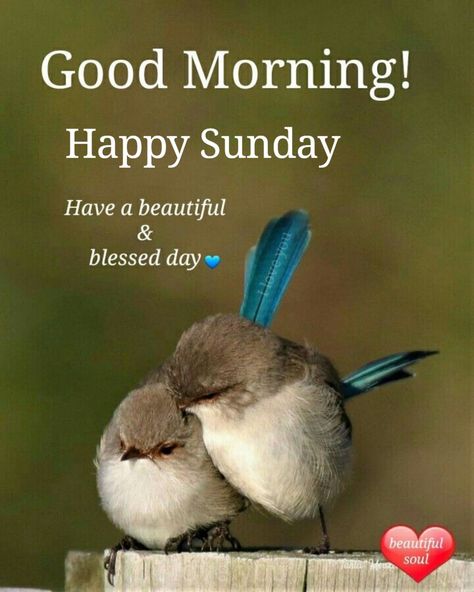 Birds Good Morning Quotes, English Greetings, Good Morning Nature Quotes, शुभ सकाळ, Morning Thought, Good Morning Sister Quotes, Good Day Messages, Positive Good Morning Quotes, Cute Good Morning Images