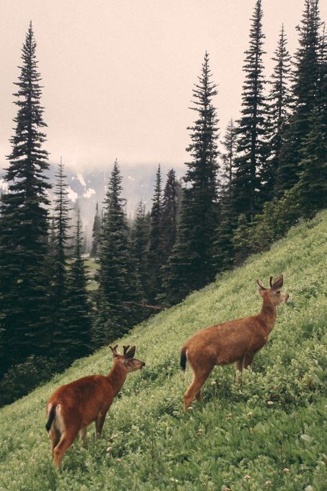 Nature Aesthetic, Pretty Places, Lush Green, Mother Earth, Mount Rainier, Pretty Pictures, Beautiful World, Animal Photography, Mother Nature