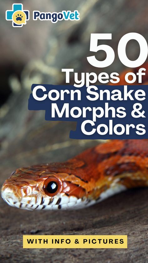 No matter your personality and preferences, you’ll find a corn snake that fits you in this wide range of options! Corn Snake Morphs, Lavender Corn Snake, Okeetee Corn Snake, Snake Morphs, Corn Snake, Blue Corn, Reptiles, Corn, Lavender