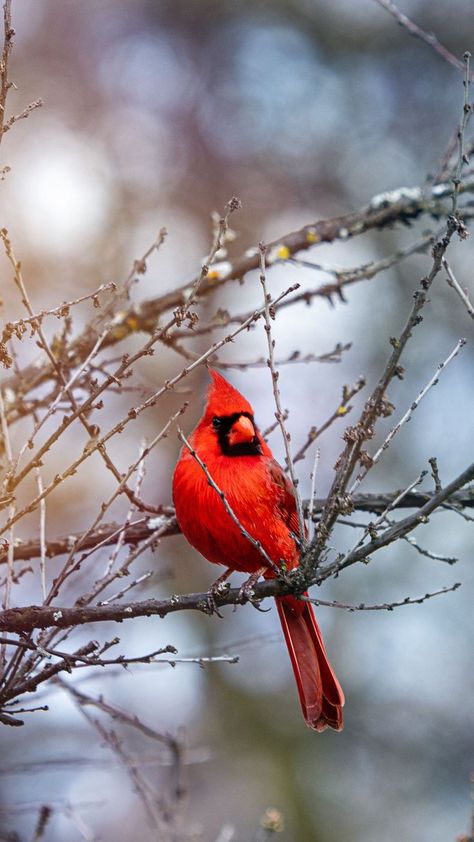 Red angry bird