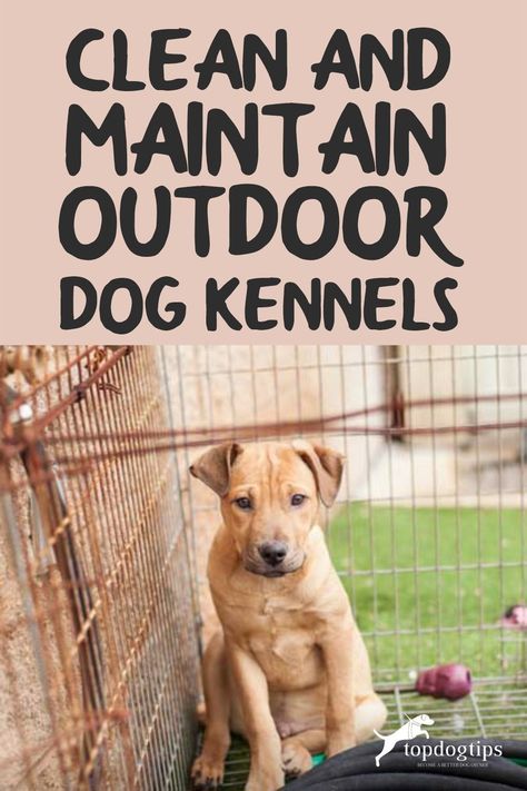 Pet parents with outdoor dog kennels need to know how to properly clean them. Here are some steps and tips to maintain and clean your outdoor dog crates. Dog Kennel Ideas Outdoor, Outdoor Dog Kennels, Dog Throwing Up, Kennel Ideas Outdoor, Dog Kennel Outside, Dog Backyard, Outdoor Dog Kennel, Cheap Dog Beds, Dog Cooling Mat