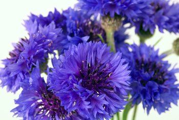 What Is the Difference Between a Cornflower & a Bachelor's Button? | Home Guides | SF Gate Bachelor Button Flowers, Bachelor Buttons, Smart Garden, Annual Flowers, Fall Plants, Flower Border, Button Flowers, Seed Starting, Container Plants