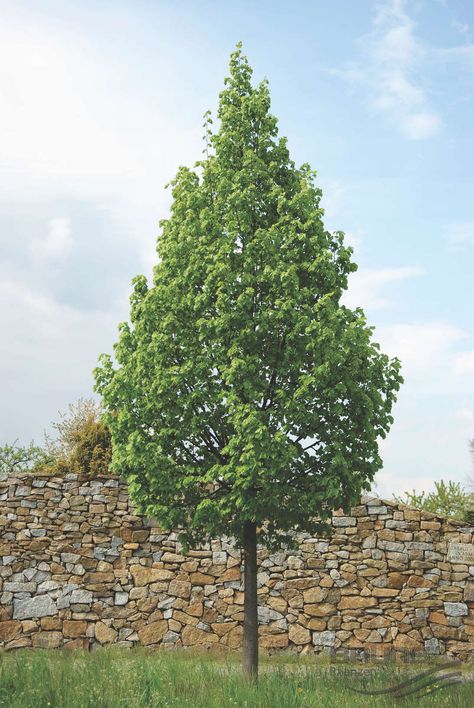 Tilia Cordata, Planting, Lamp Post, Plants, Green