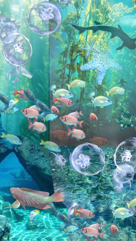 #fish #underwater #aquarium #mermaid #aquatic #fishtank #pond #lake #water #mermaidcore #mermaidvibes #mermaidaesthetic Aquarium Wallpaper, Wallpapers Home Screen, Aquarium Pictures, Next Wallpaper, Wallpapers Home, Water Aesthetic, Live Aquarium, Live Hd, Mermaid Aesthetic