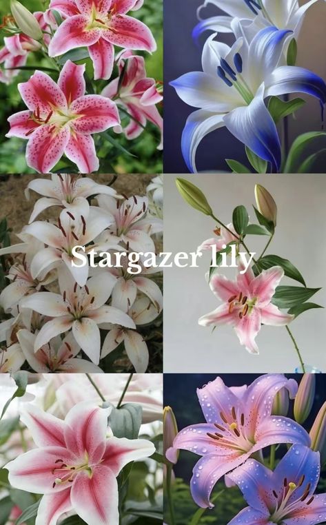 Pretty Unique Flowers, All Kinds Of Flowers, Rare Flowers Names, Types Of Flowers Aesthetic, Unique Flowers Names, Rare Flowers Unique, Types Of Lillies, Lily Types, Rose Lilies