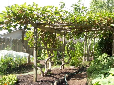 Kiwi Vine Arbor, Kiwi Plant Vines Trellis, Kiwi Vine Trellis, Kiwi Berry Trellis, Hardy Kiwi Trellis, Kiwi Trellis Ideas, Kiwi Plant Trellis, Kiwi Arbor, Kiwi Trellis